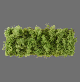 Plafon Zuma Line Green Carl 003902-031979